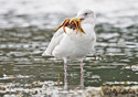 Larus glaucescens